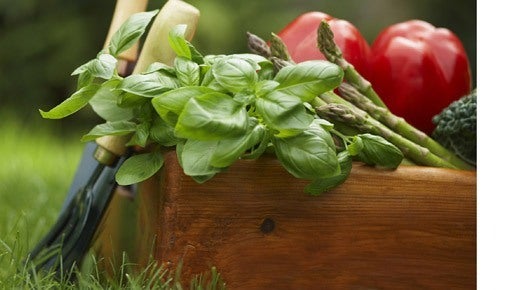 10 Reasons to Start an Organic Garden
