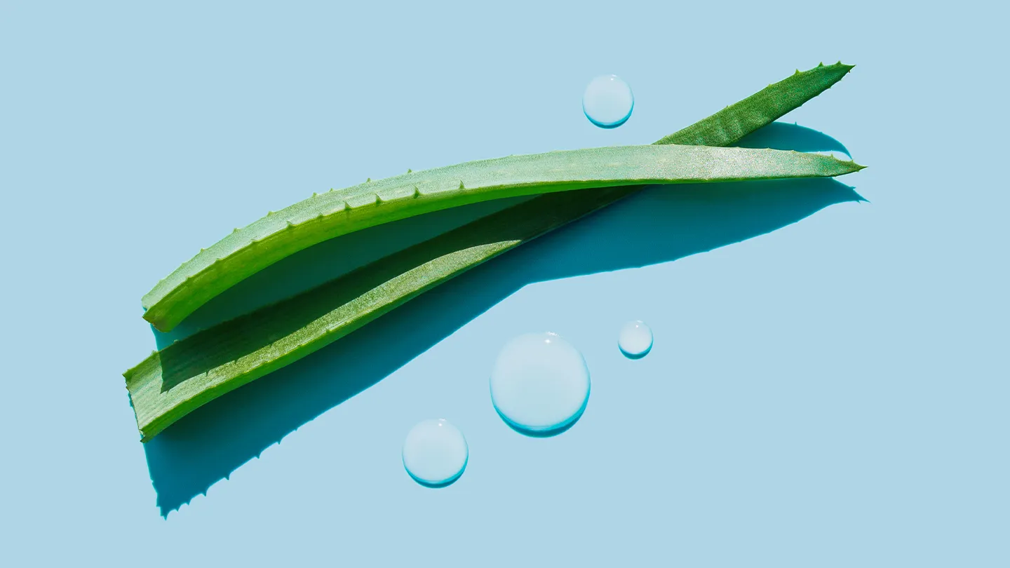 aloe vera