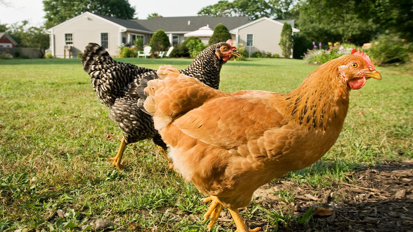 chickens in suburban yard