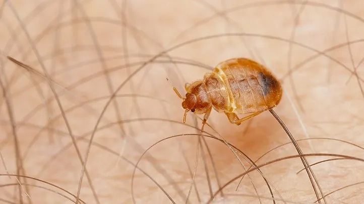 an image of a bed bug