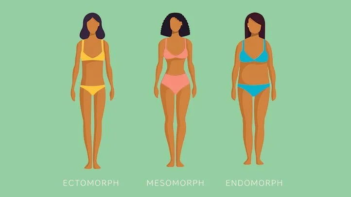 illustration of the different body types