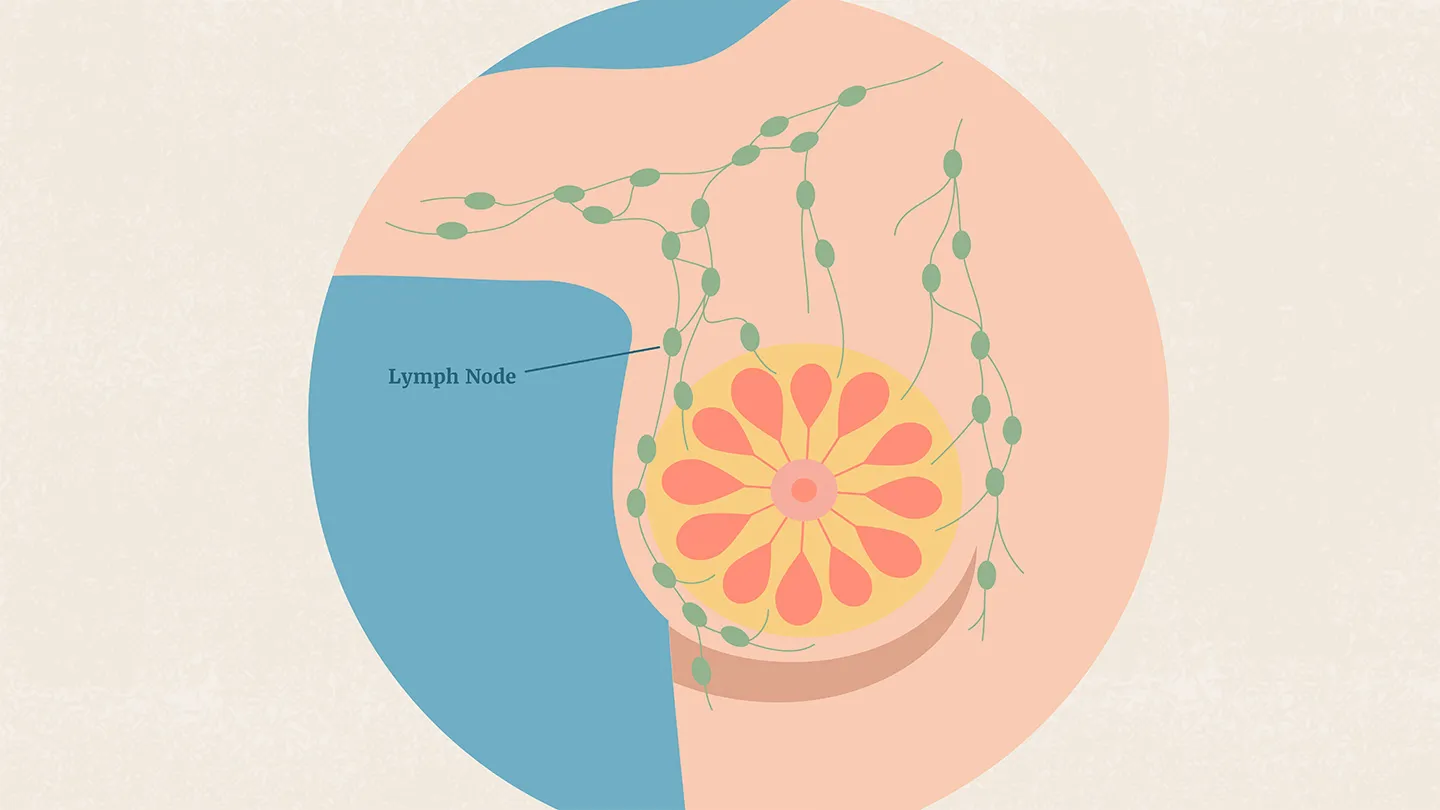 lymph nodes surrounding breast tissue
