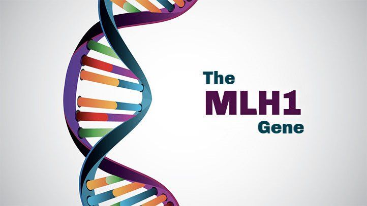 mlh1 gene