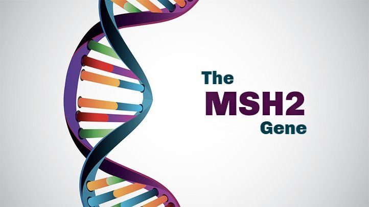 MSH2 gene