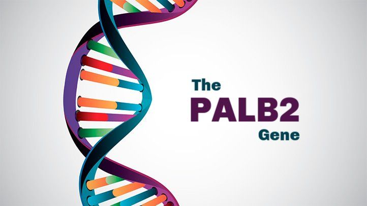 PALB2 gene