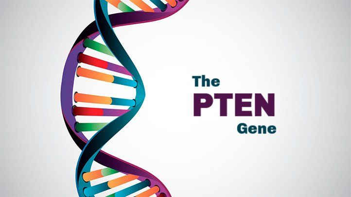 PTEN gene