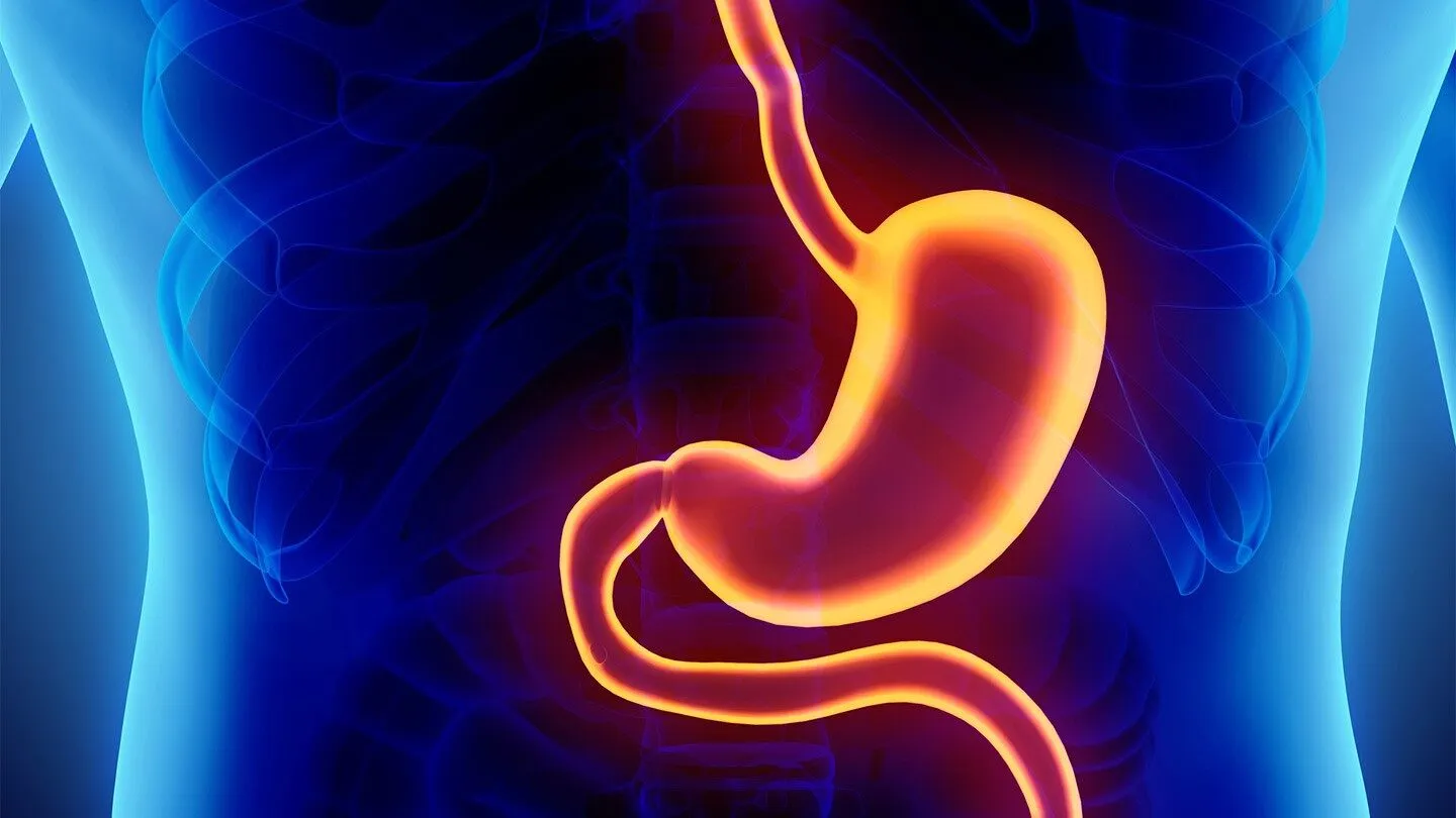 illustration of a person's stomach