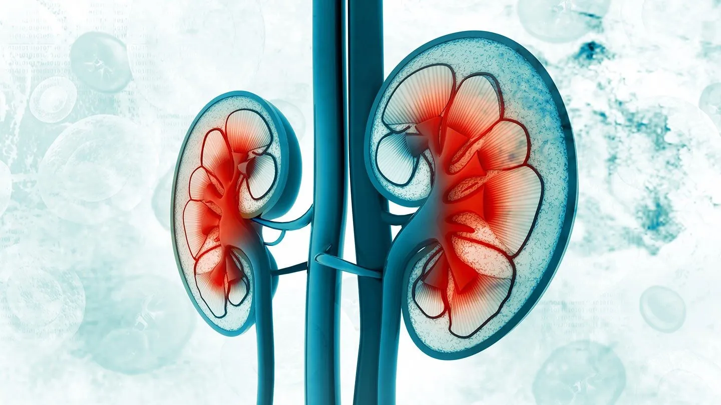 illustration of kidneys, which can represent kidney failure