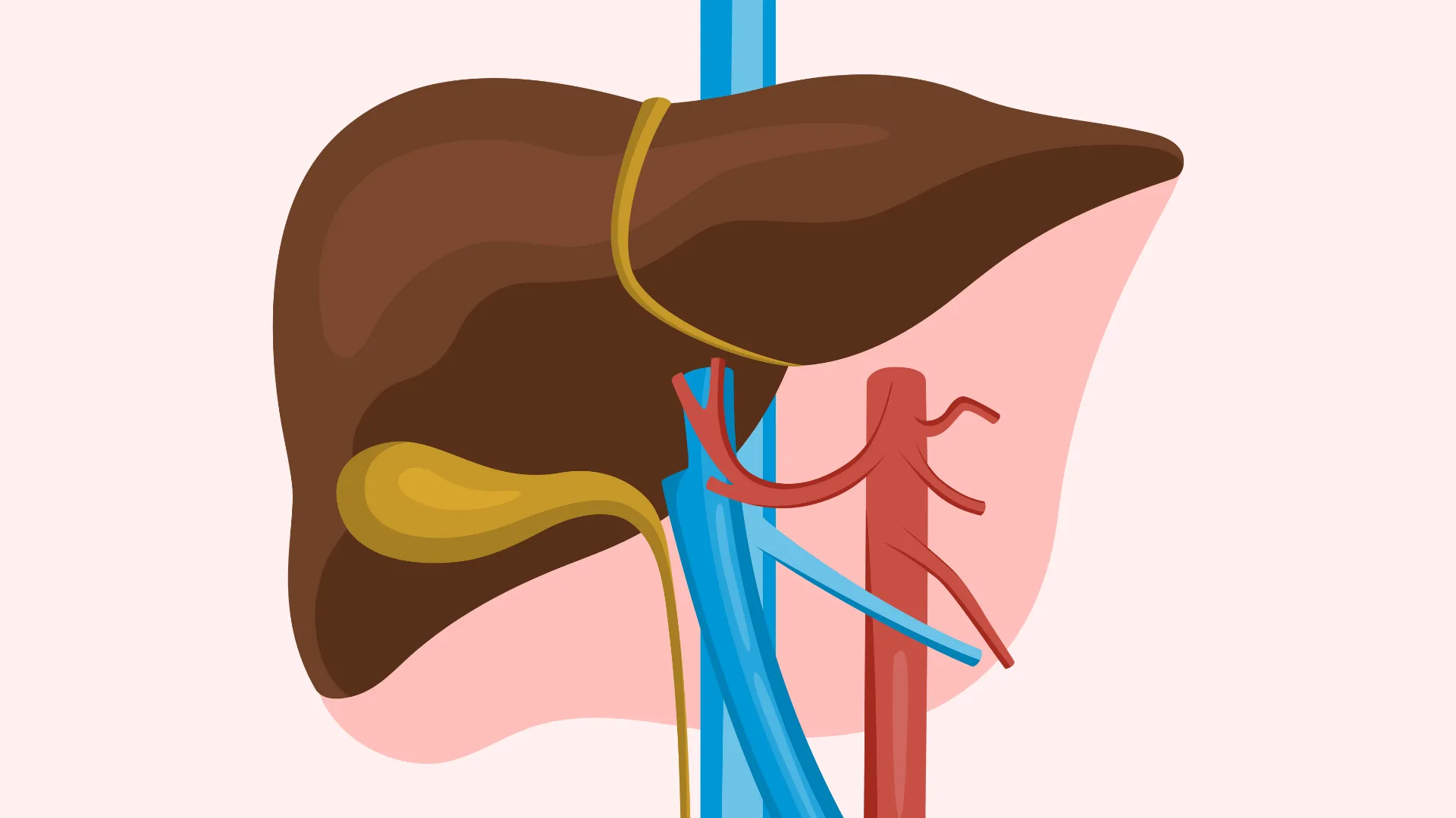 Medical illustration of the human liver