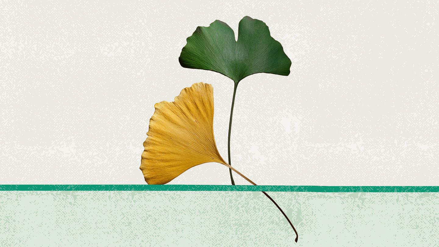 Ginkgo Biloba leaves