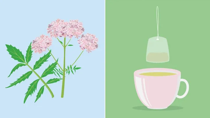 illustration of valerian tea