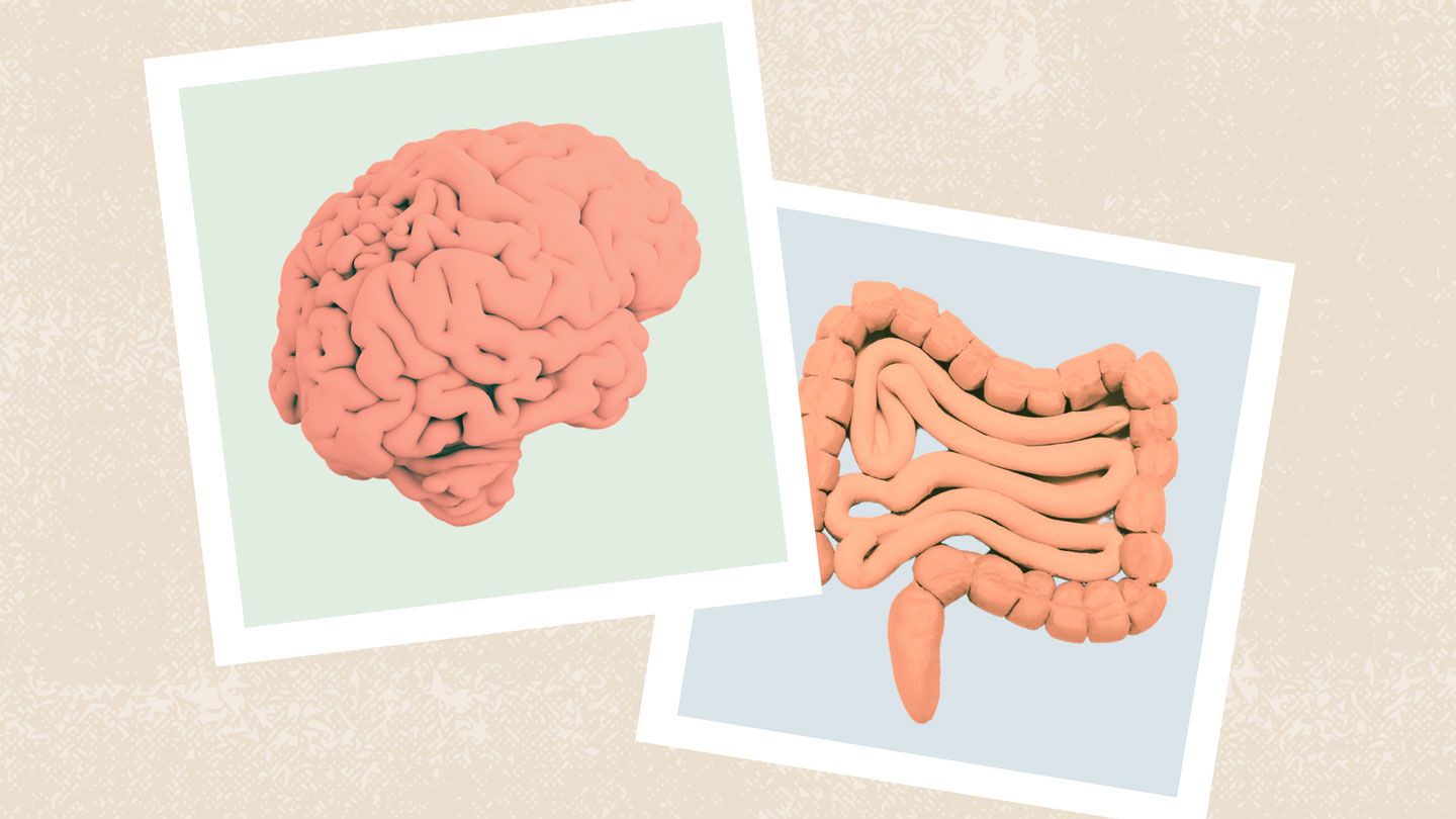 brain and intestines