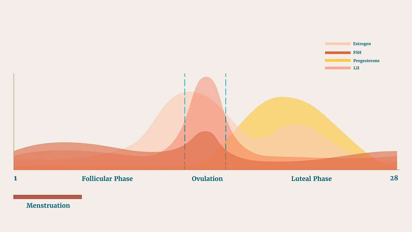 hormones and menstrual phases chart