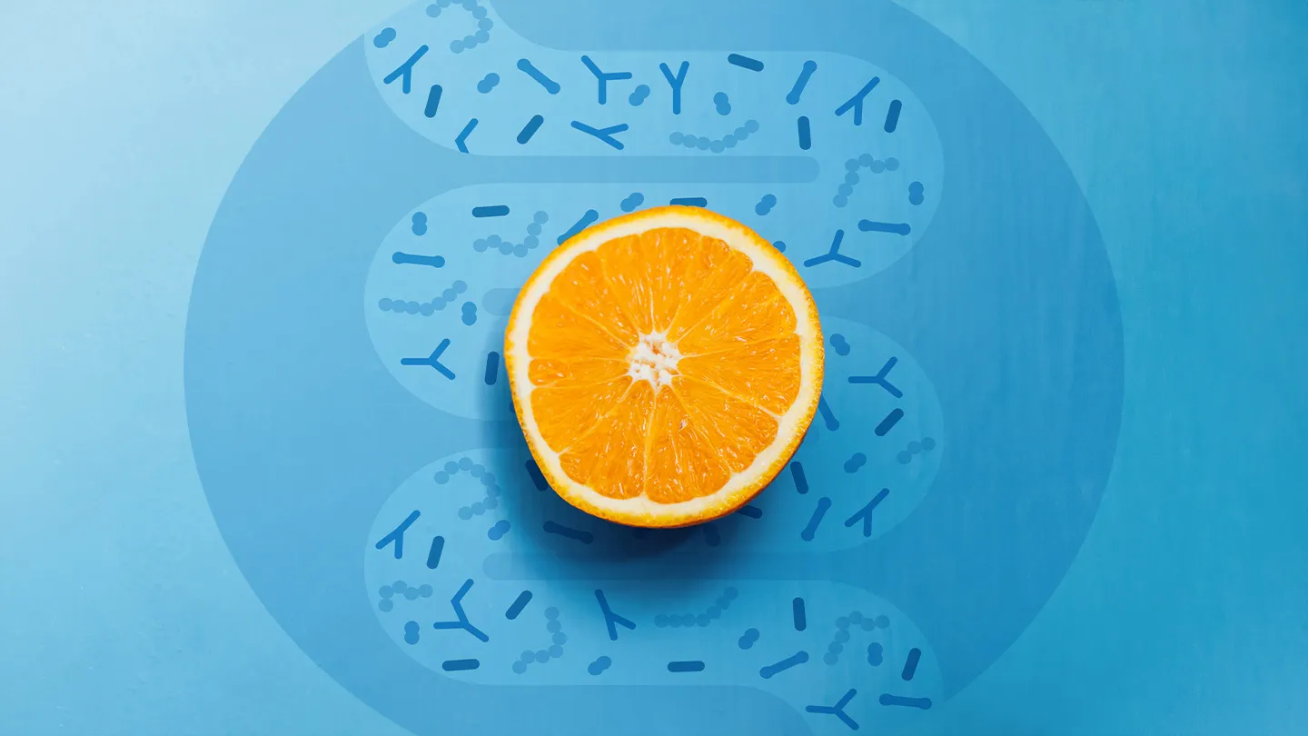 orange sliced in half on blue with circle filled with intestines shape filled with good bacteria shapes