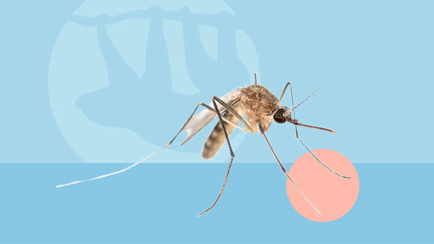 sloth silhouette mosquito
