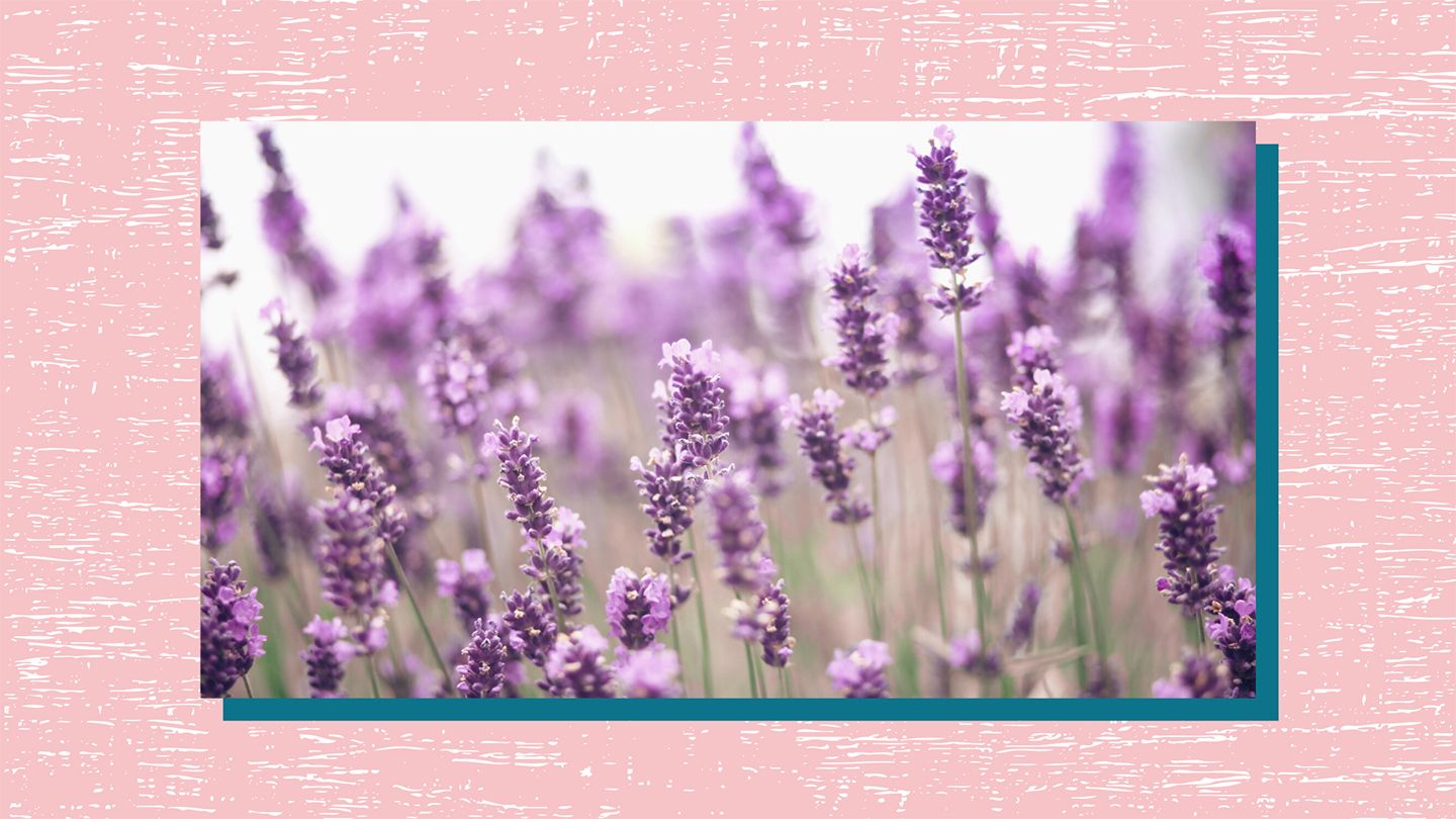 lavender