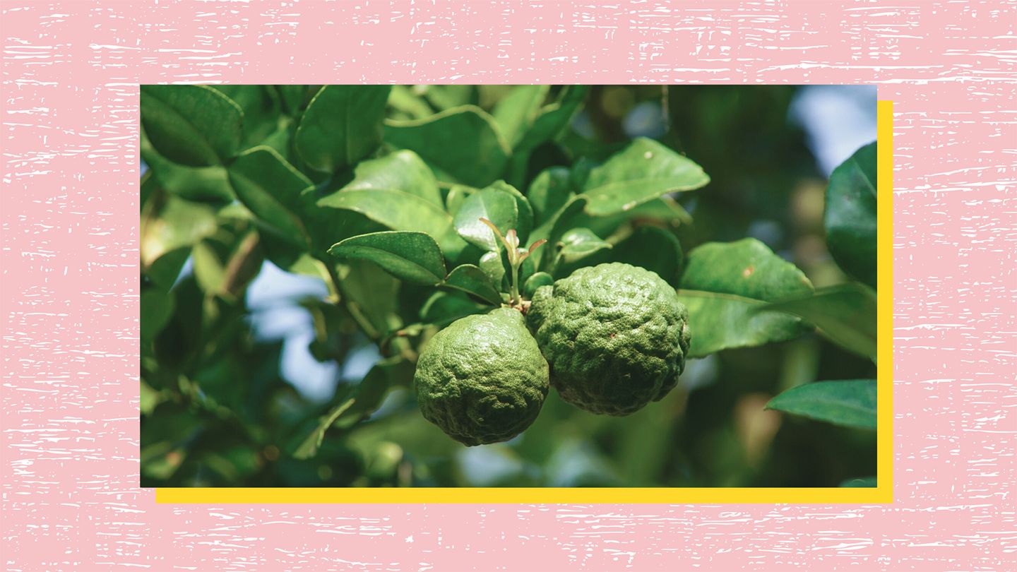 bergamot tree