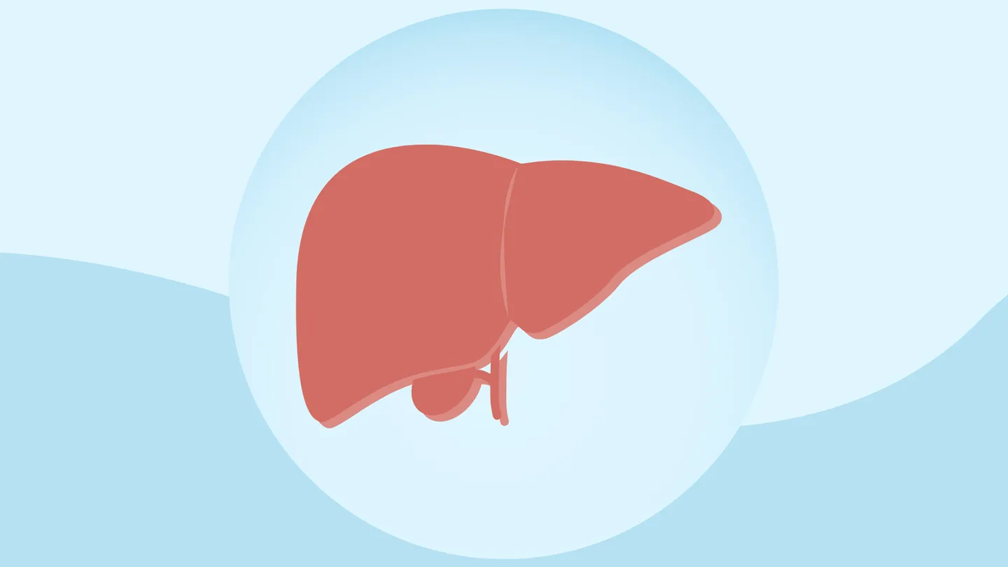 illustration of a human liver