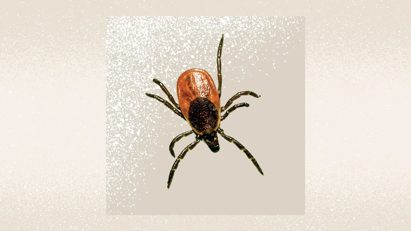 black legged dear tick