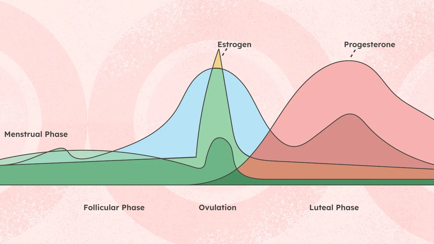 menstrual cycle phases chart