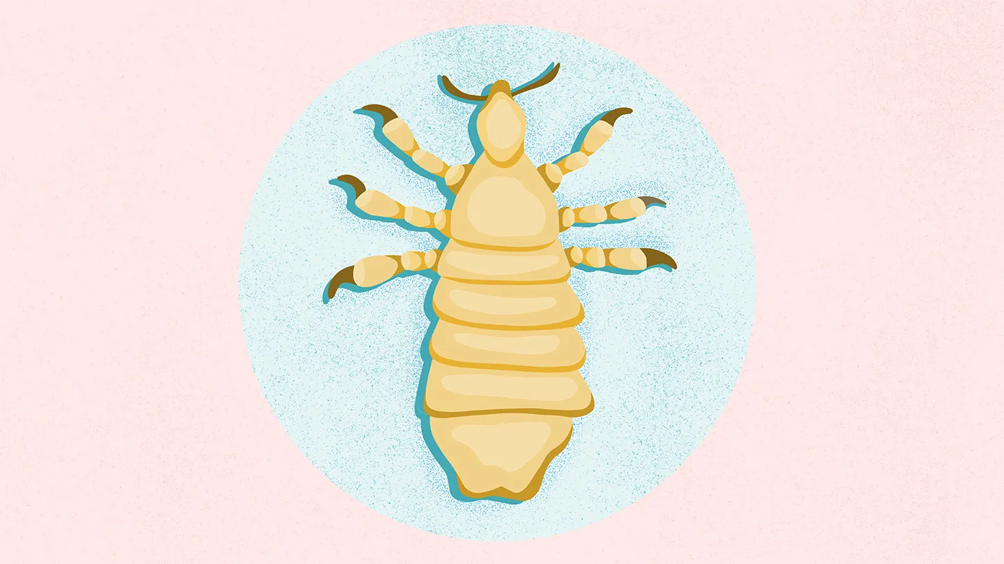 human louse flat illustration of lice bug inside a circle