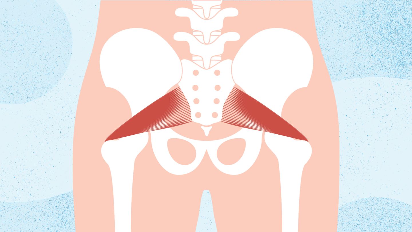 Piriformis muscles illustration