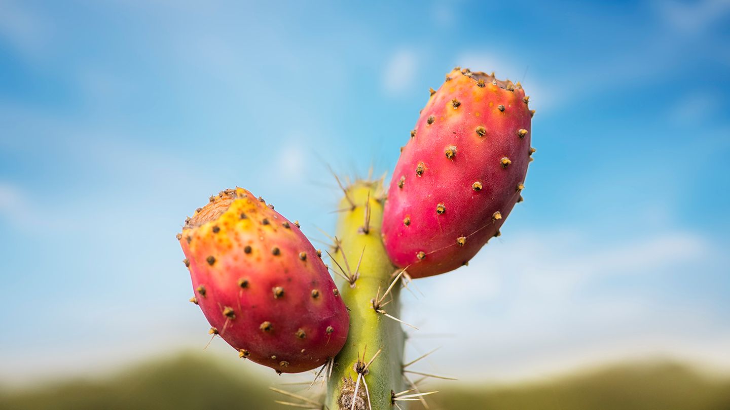 Cactus Water fruit of prickly pear cactus